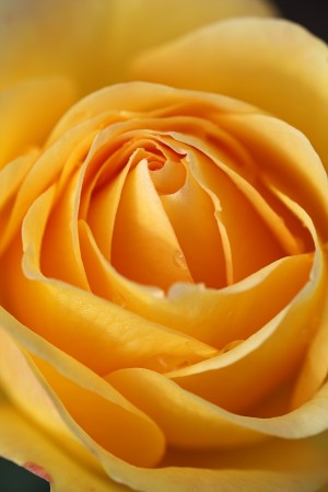 Orange Rose Heart